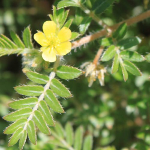 Tribulus Terrestris