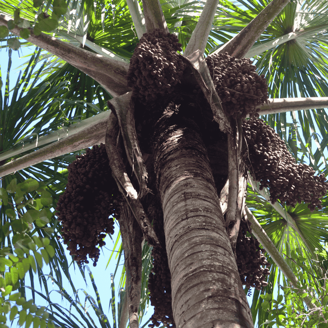 Moriche Palm Tree with Moriche Palm Fruit also called Aguaje